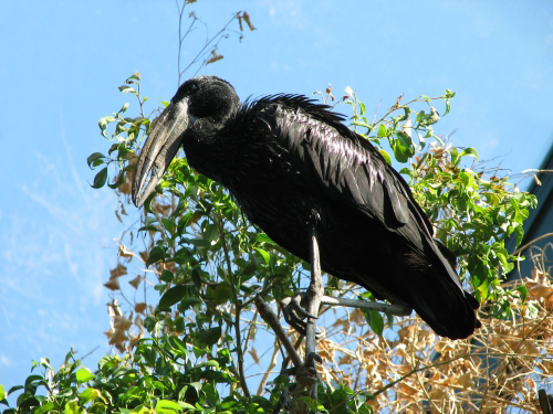 African openbill